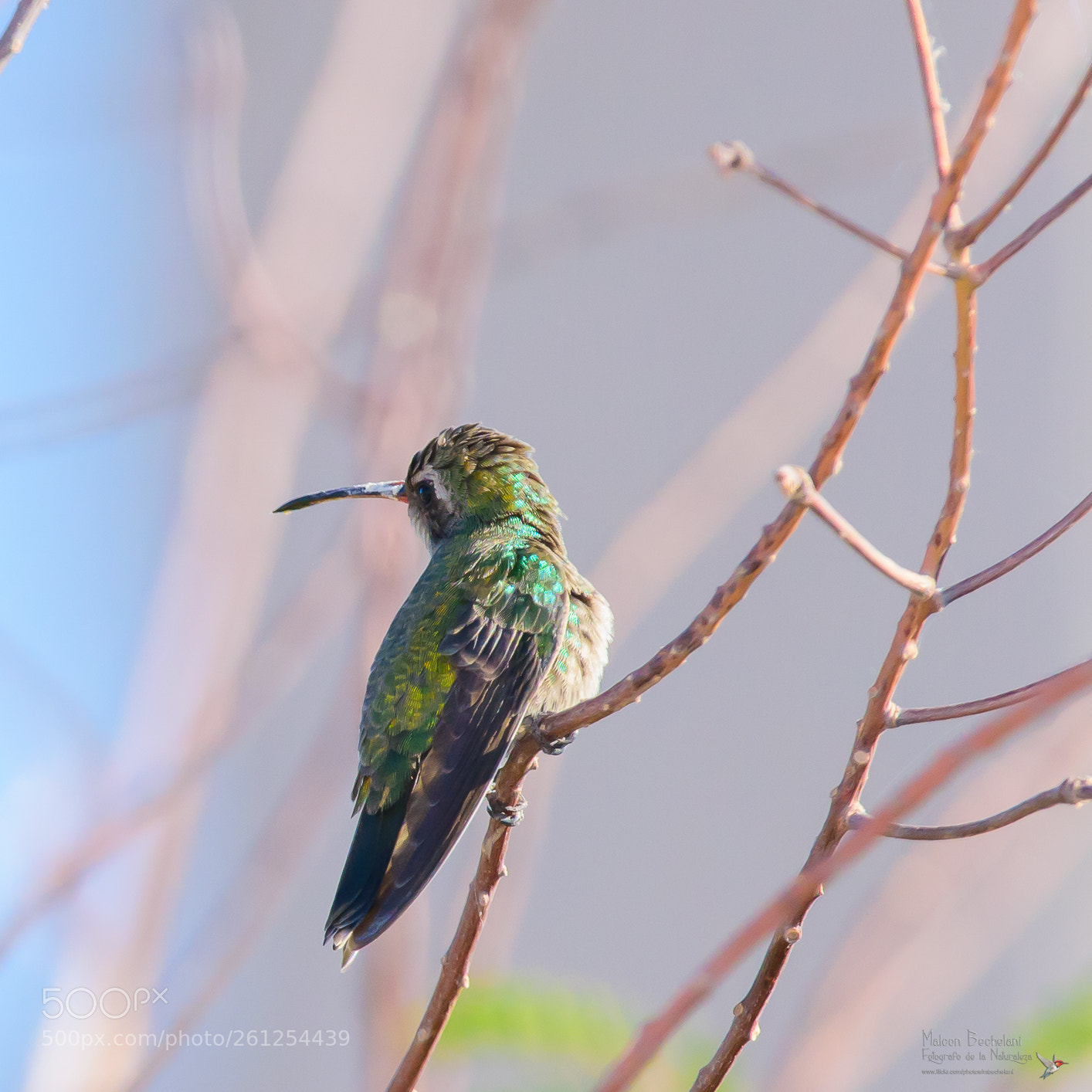 Nikon D810 sample photo. Mbs photography