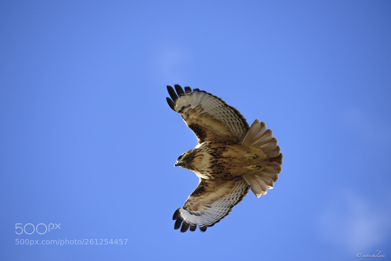 Nikon D810 sample photo. Mbs photography