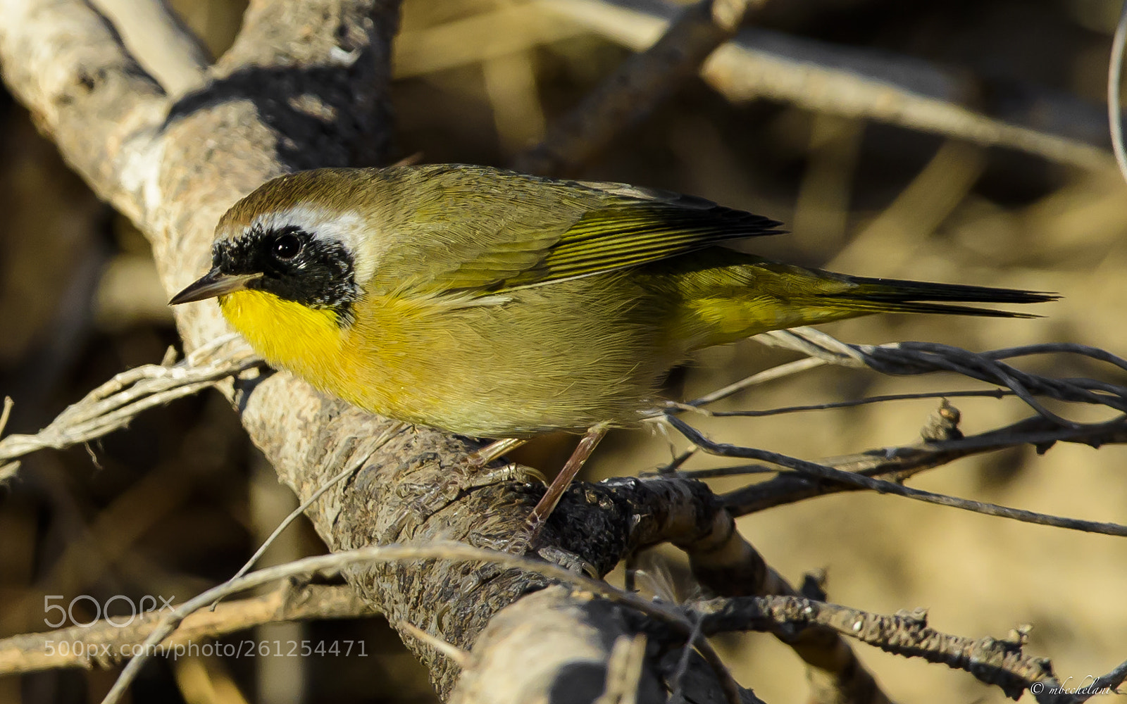 Nikon D810 sample photo. Mbs_3179-2.jpg photography