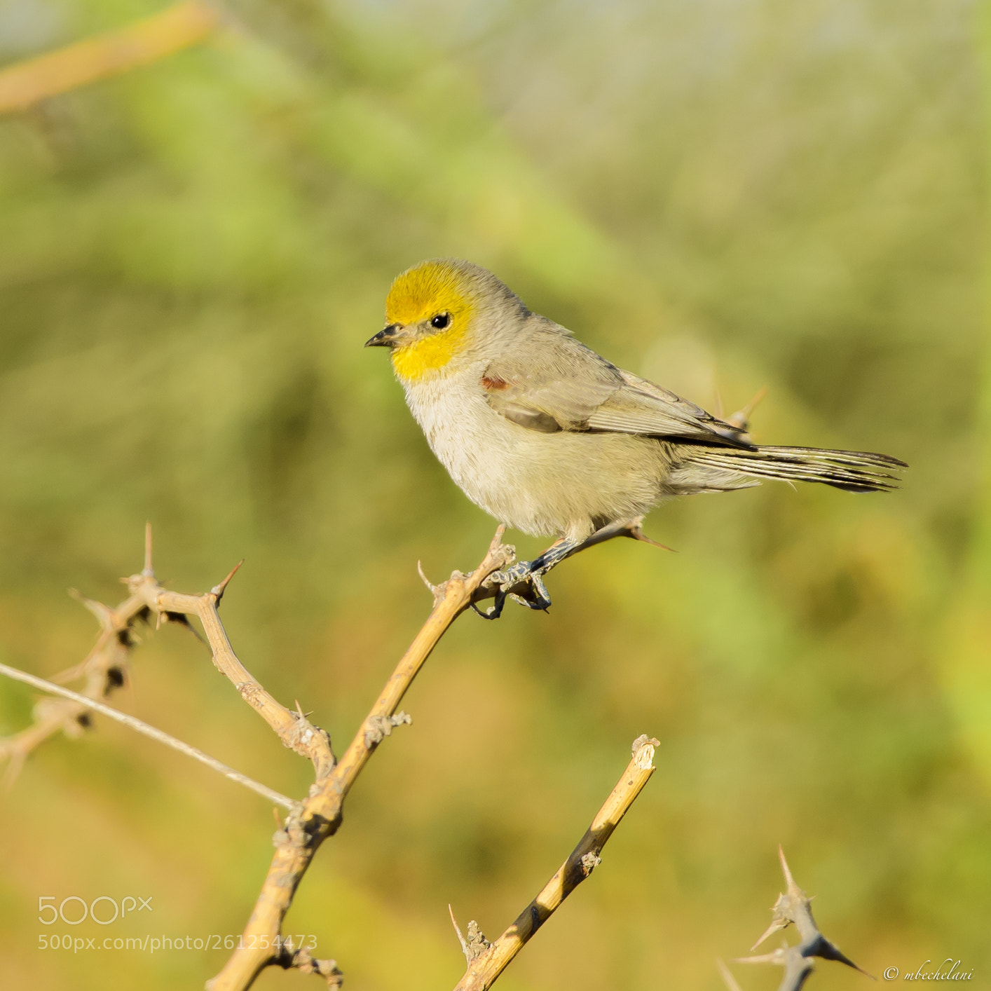 Nikon D810 sample photo. Mbs_3184-2.jpg photography