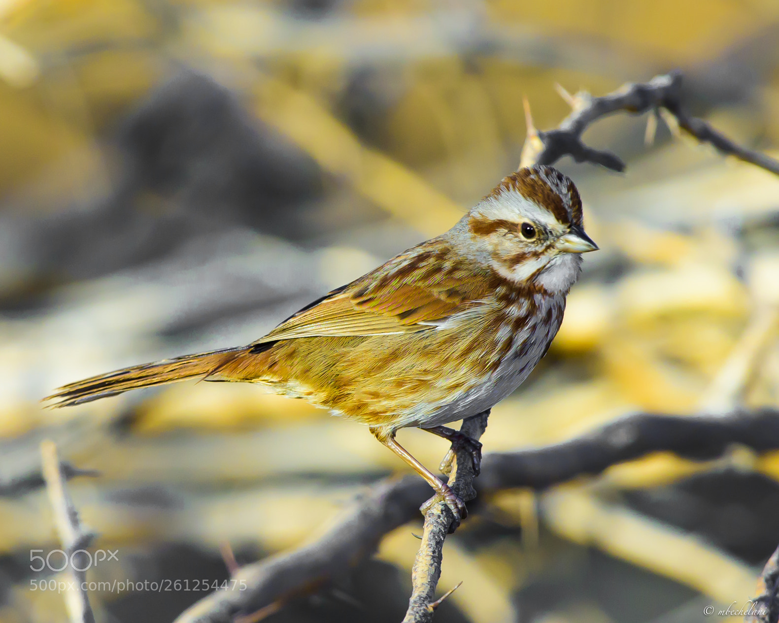 Nikon D810 sample photo. Mbs_3168-2.jpg photography