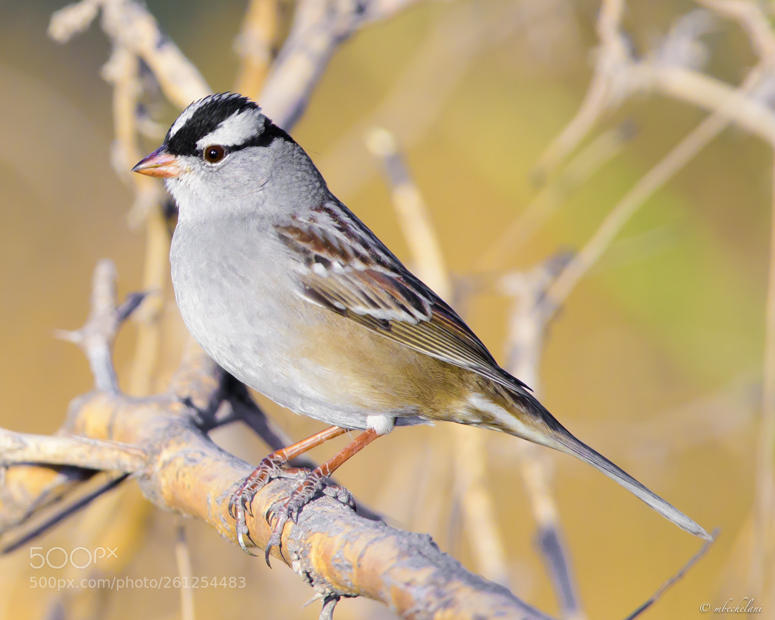 Nikon D810 sample photo. Mbs_3166-2.jpg photography