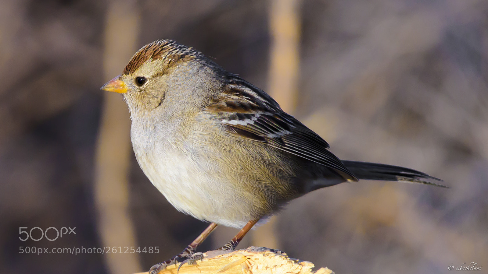 Nikon D810 sample photo. Mbs_3160-2.jpg photography