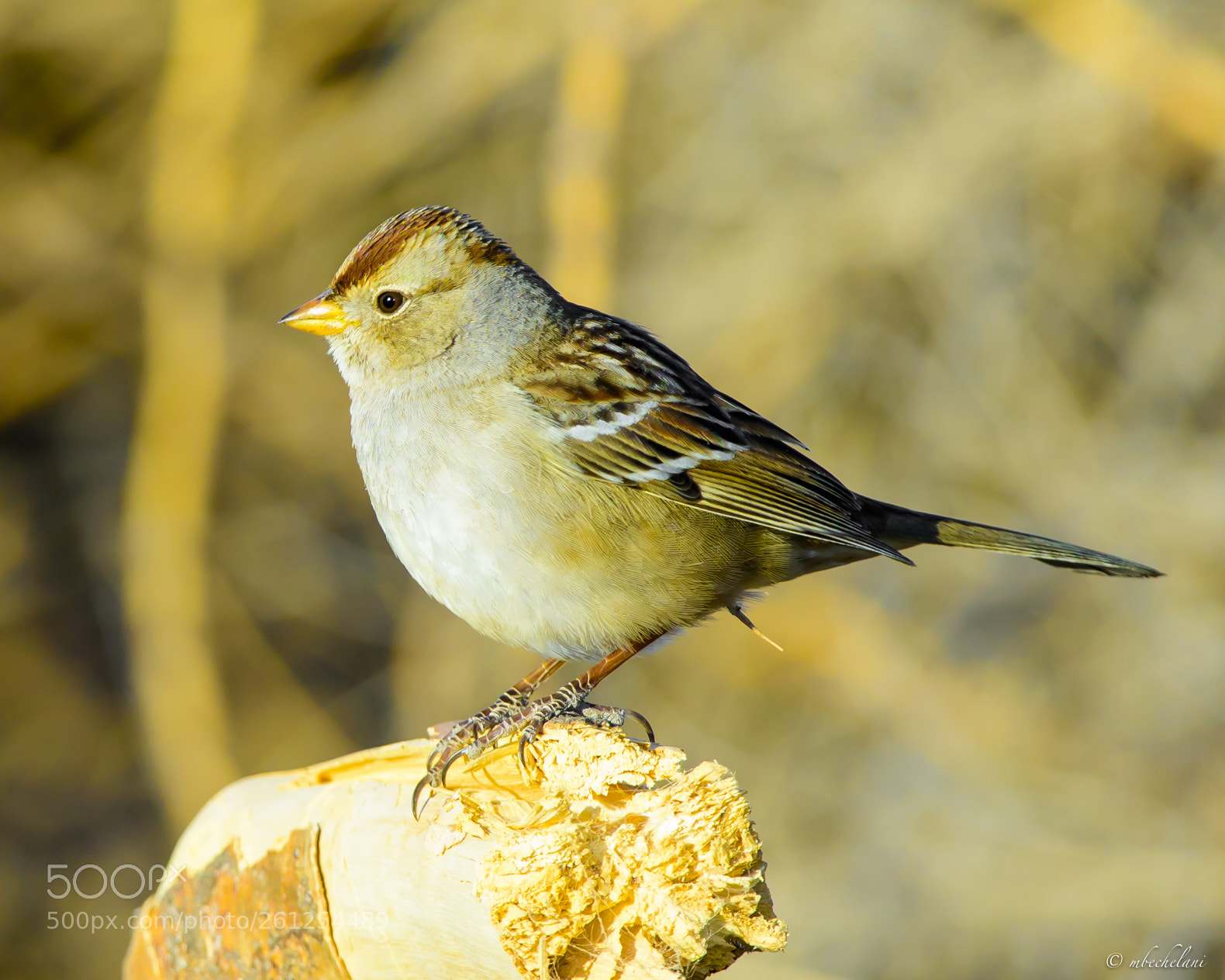 Nikon D810 sample photo. Mbs_3174-2.jpg photography