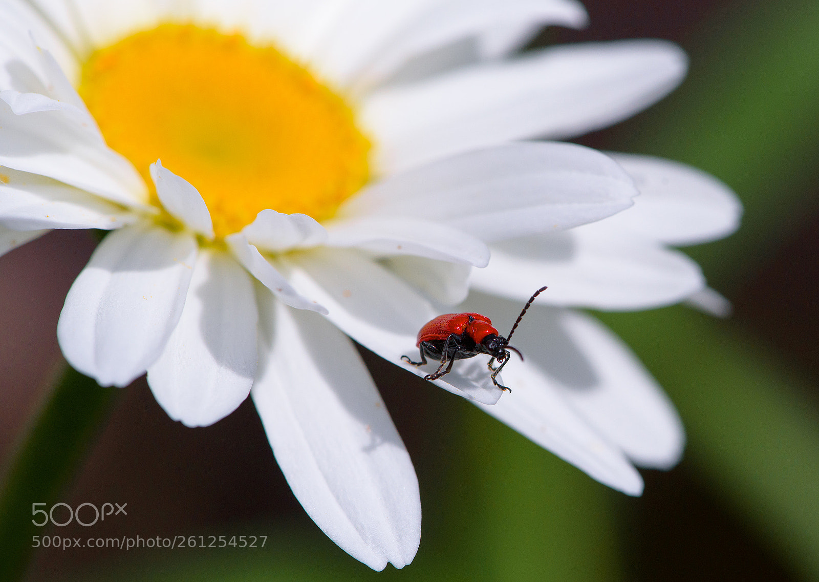 Nikon D750 sample photo. Criocera del giglio photography