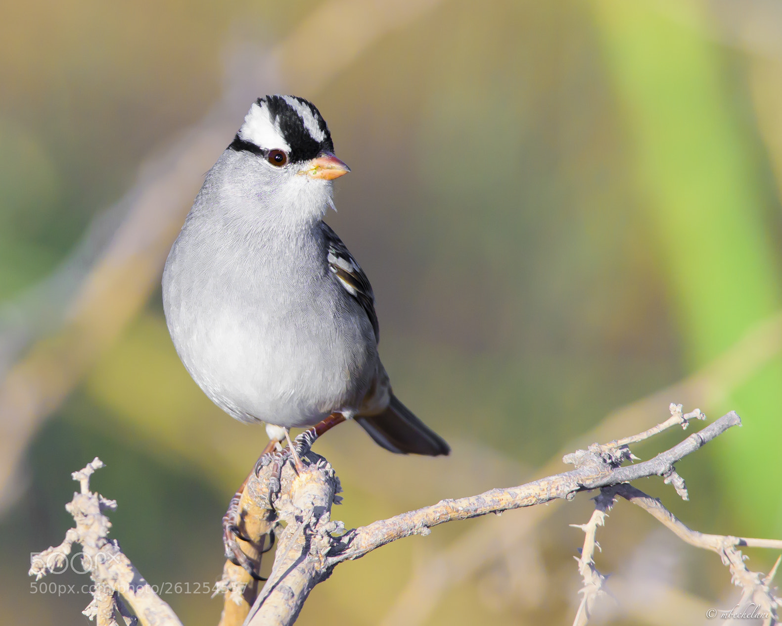 Nikon D810 sample photo. Mbs_3167-2.jpg photography