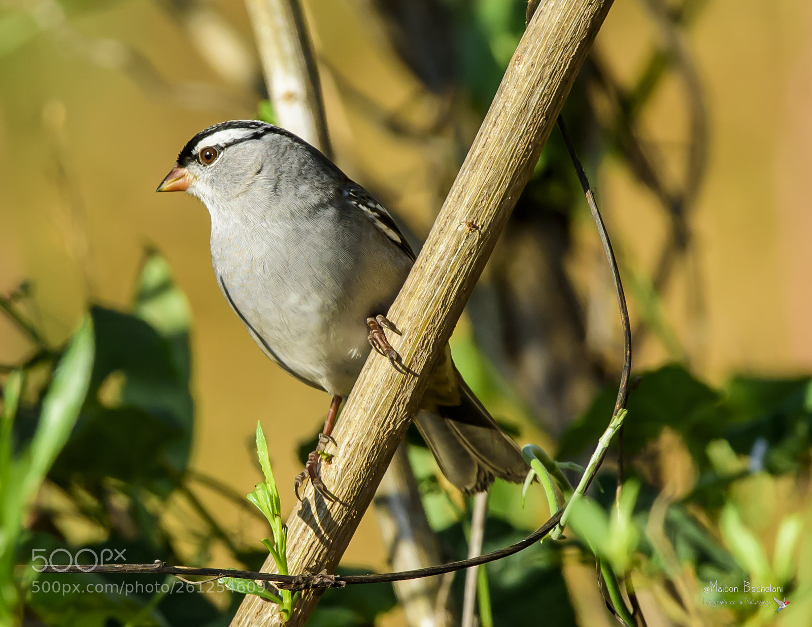 Nikon D810 sample photo. Mbs photography