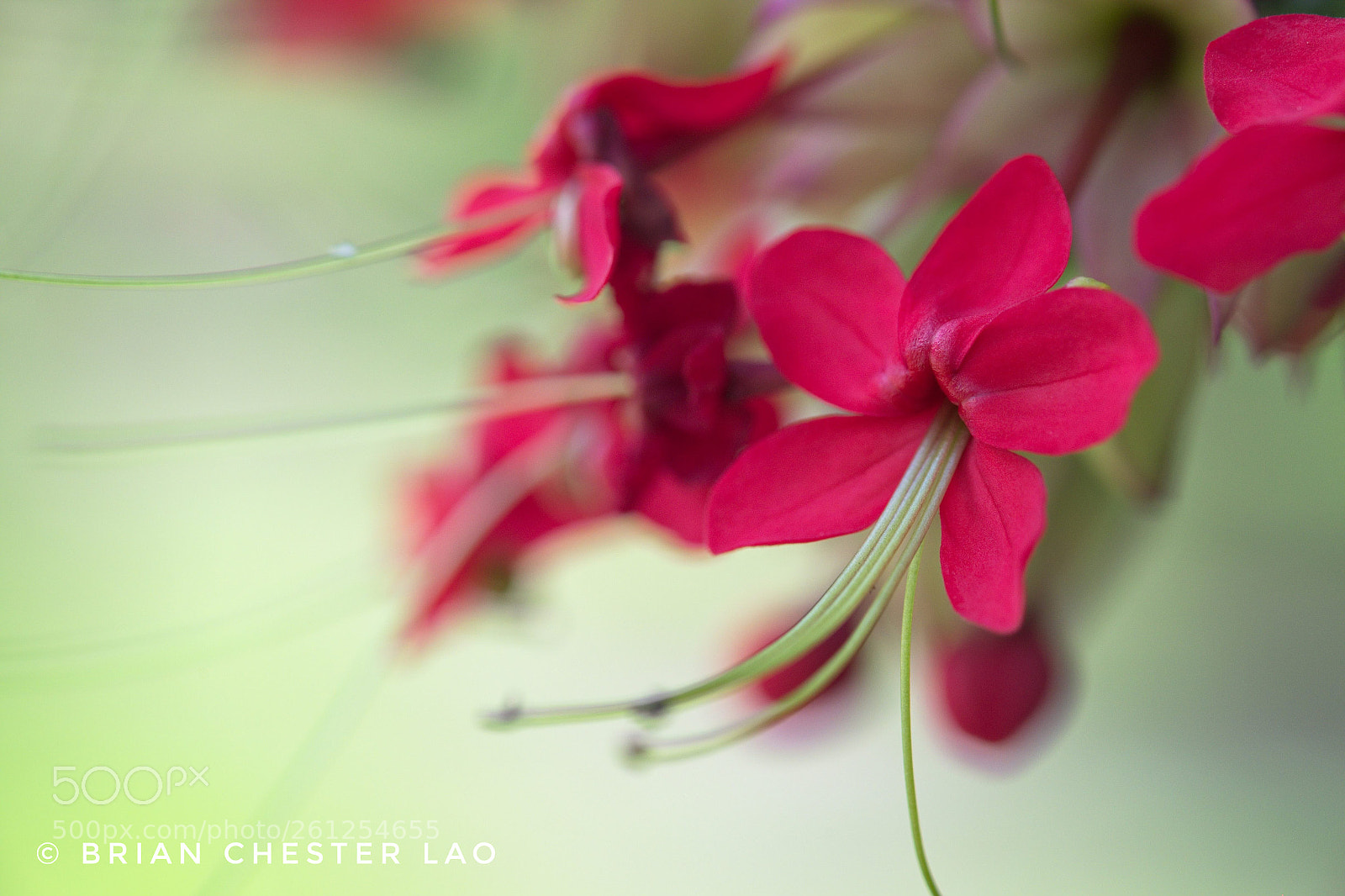 Fujifilm X-T1 sample photo. The bleeding hearts photography
