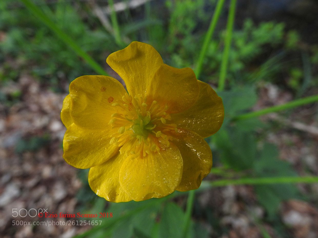 Nikon Coolpix P610 sample photo. Il giallo photography
