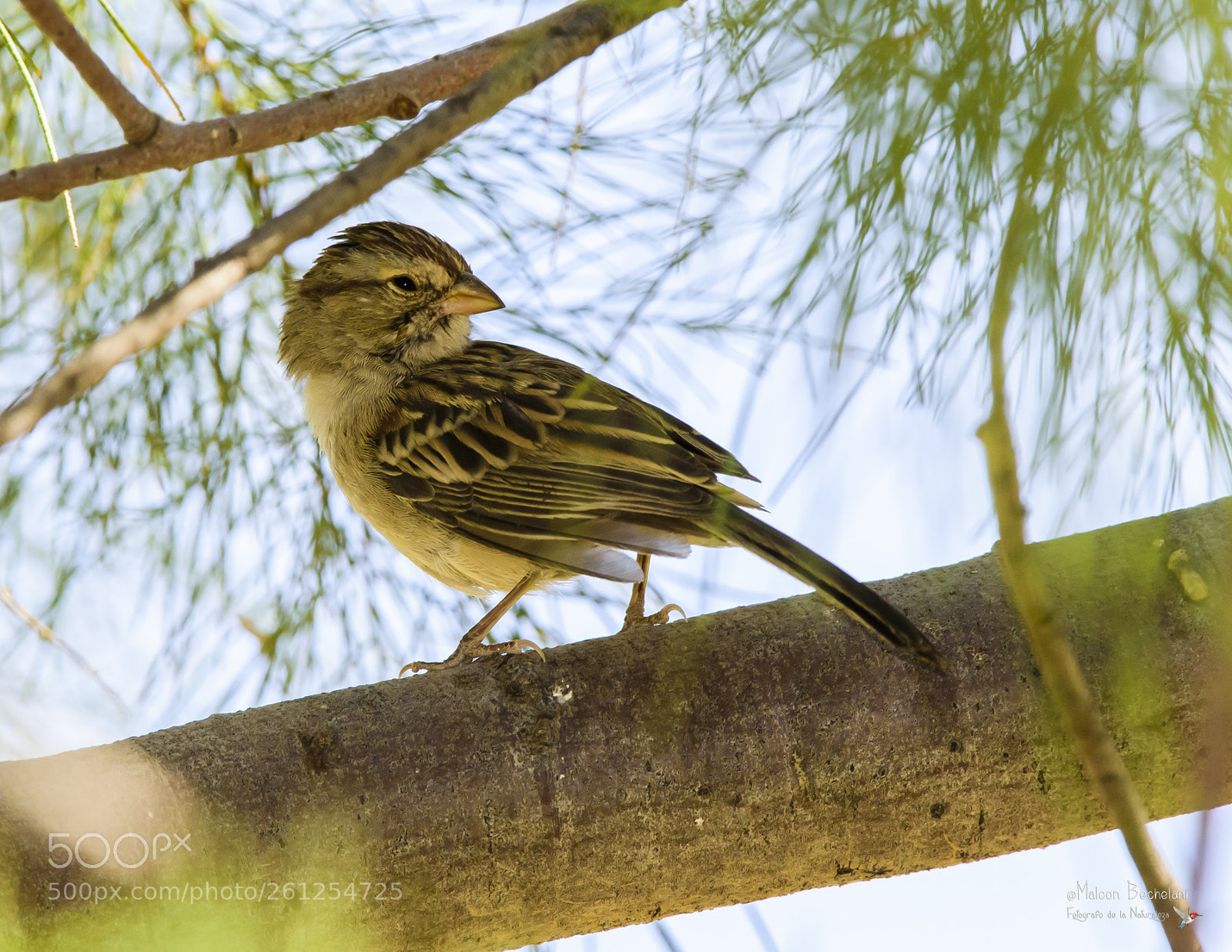 Nikon D810 sample photo. Mbs photography
