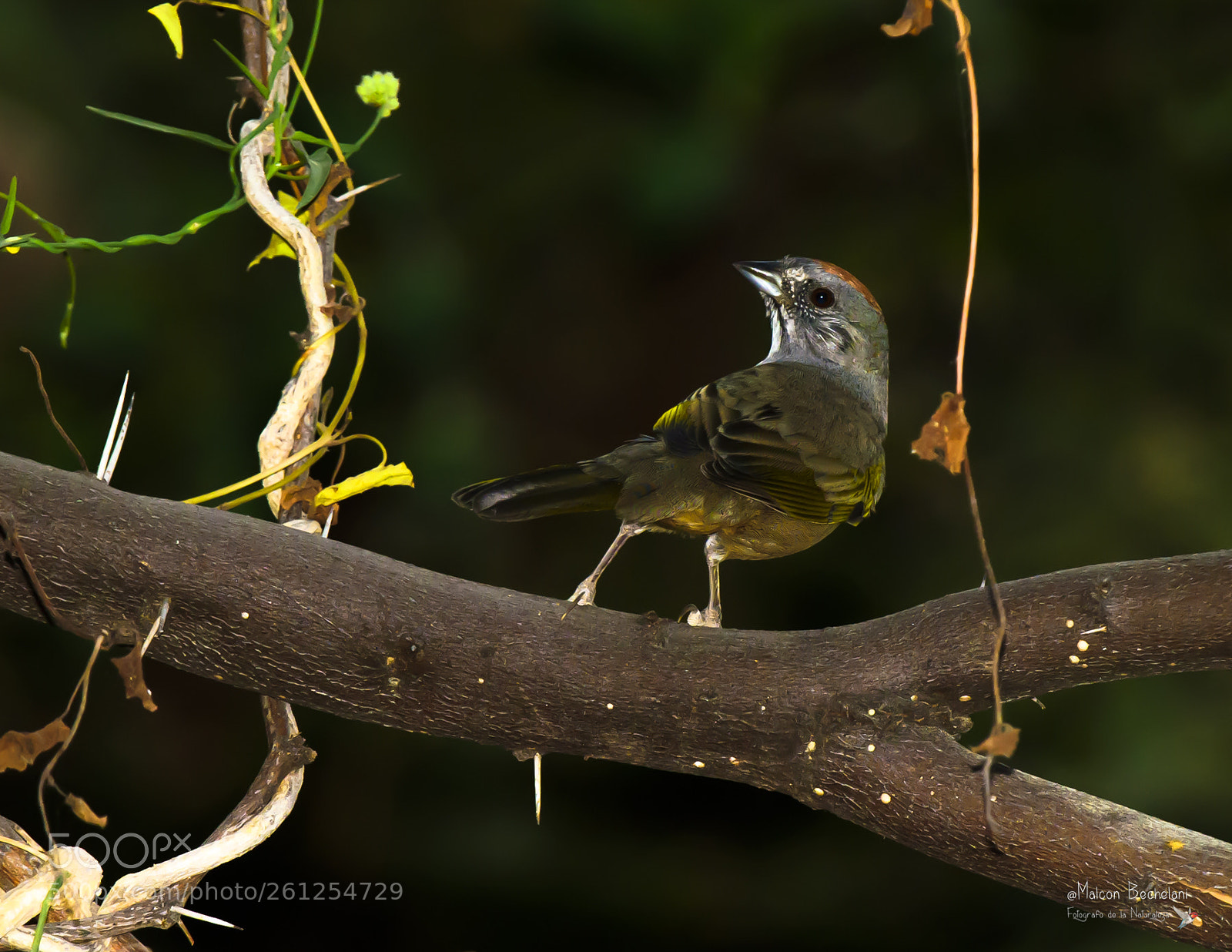 Nikon D810 sample photo. Mbs photography