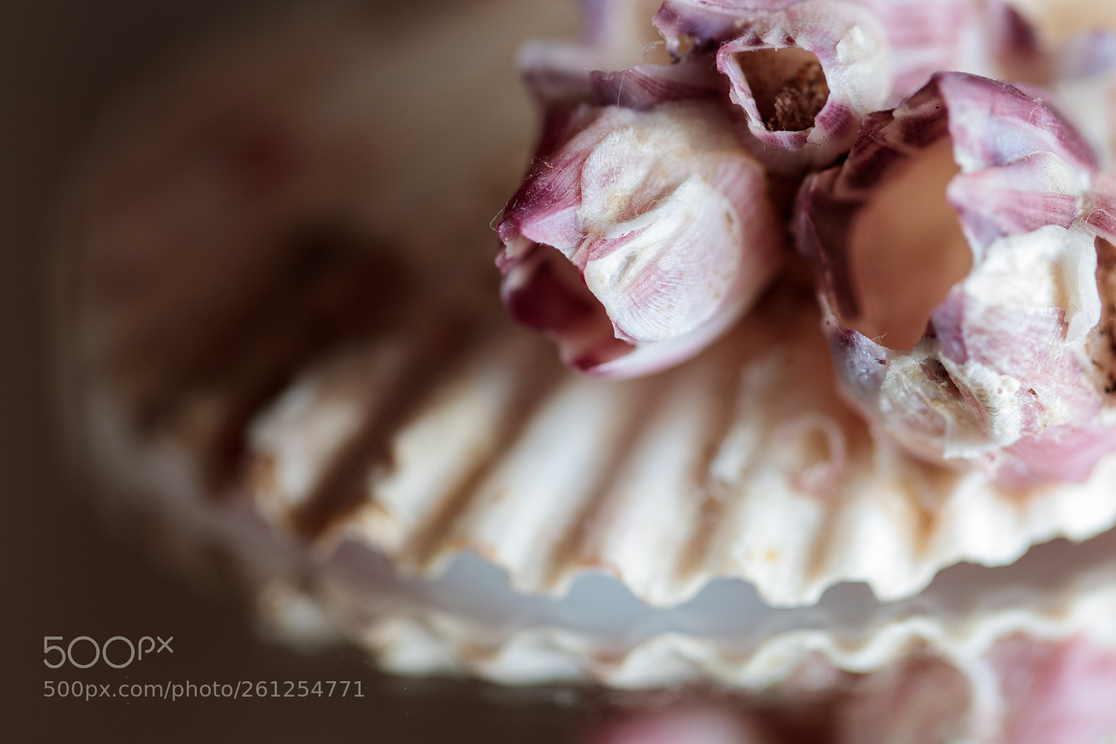 Canon EOS 80D sample photo. Sea treasures photography