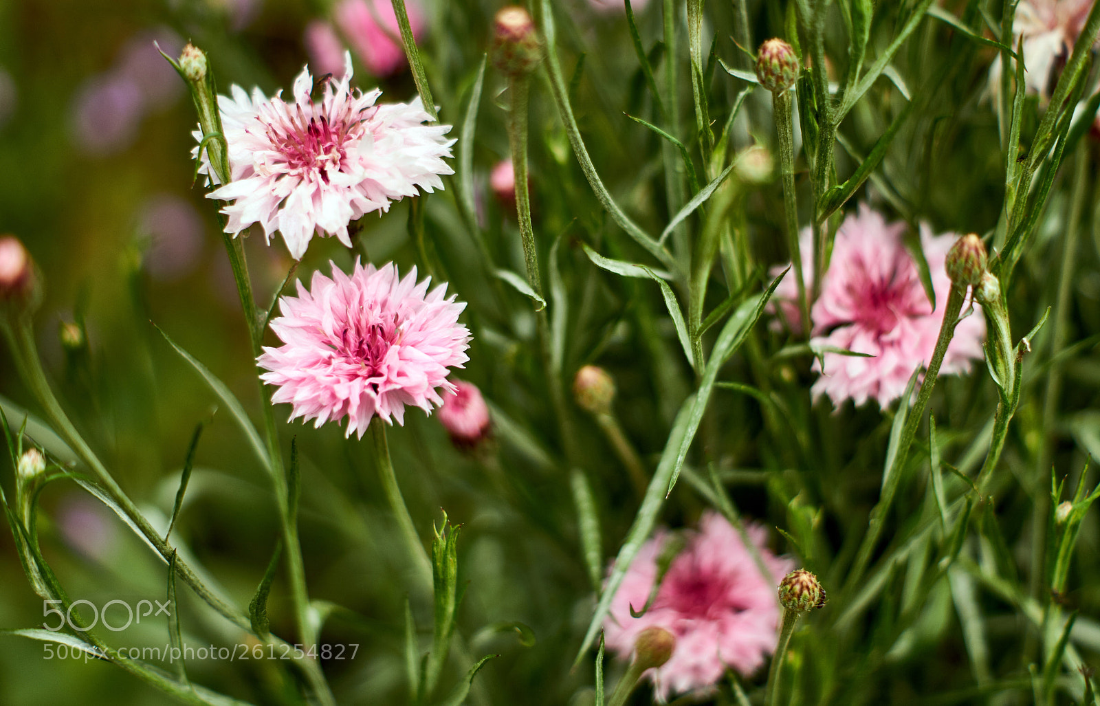 Sony SLT-A58 sample photo. Flowerbed of dianthus barbatus photography