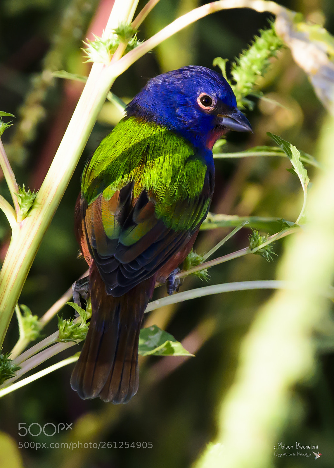 Nikon D810 sample photo. Mbs_2284-2.jpg photography