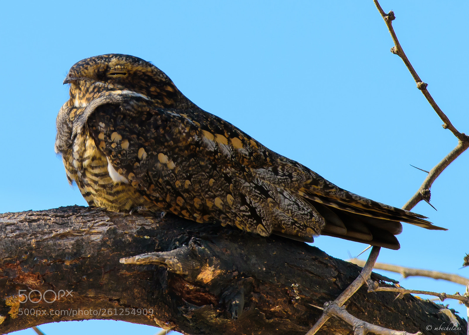 Nikon D810 sample photo. Mbs photography
