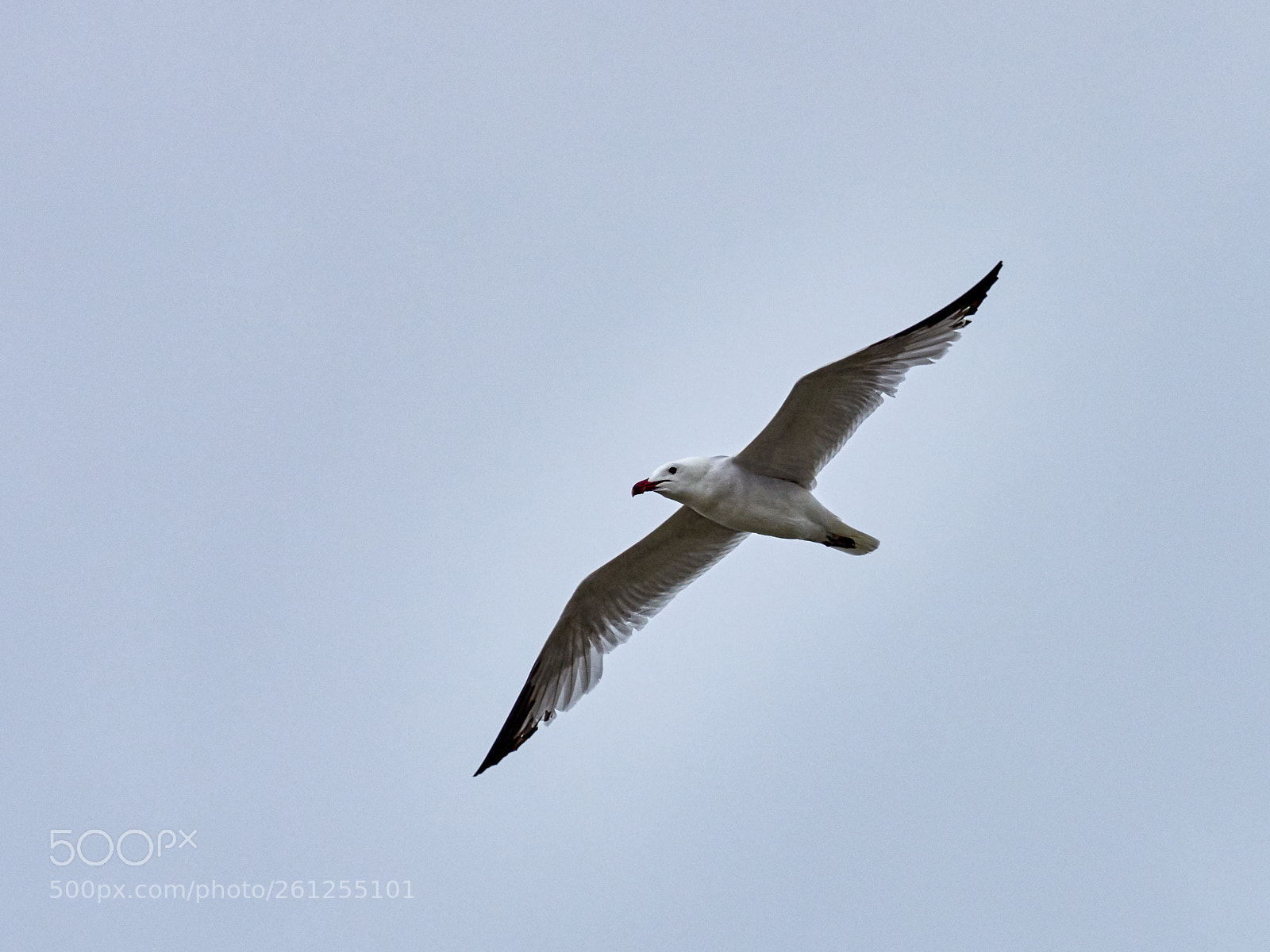 Olympus OM-D E-M1 Mark II sample photo. Seagull photography