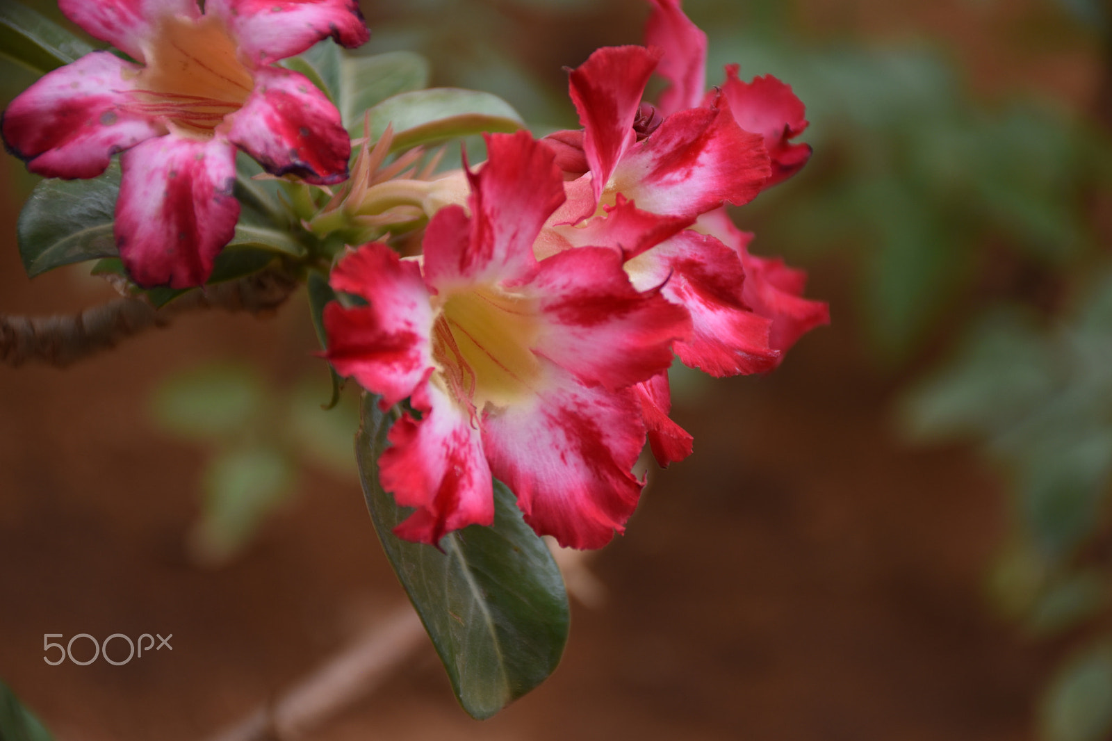 Nikon D5500 sample photo. Dsc photography
