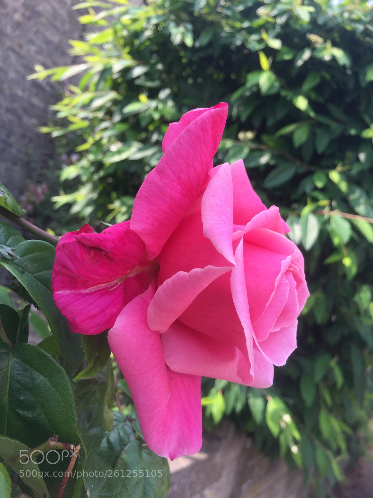 Apple iPhone 6 sample photo. Rose  photography