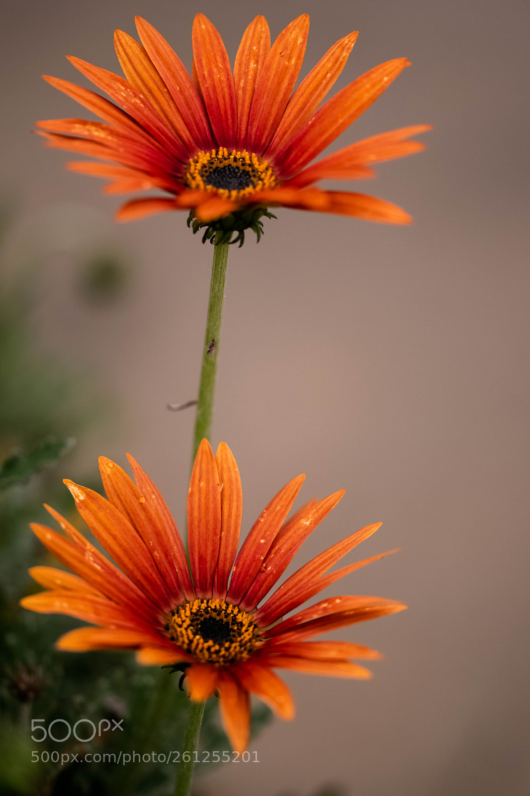 Nikon D3300 sample photo. Flowers photography