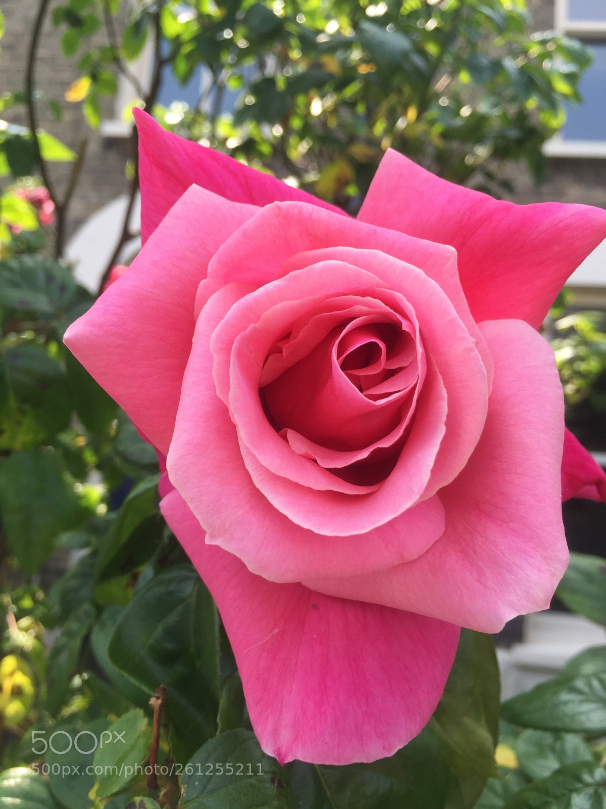 Apple iPhone 6 sample photo. Untitled photography