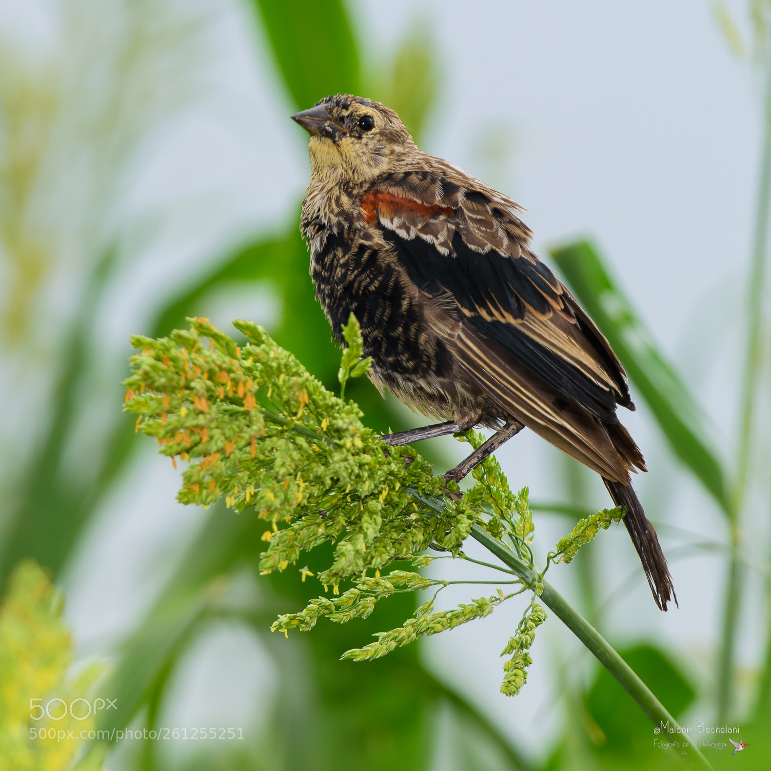 Nikon D810 sample photo. Mbs photography