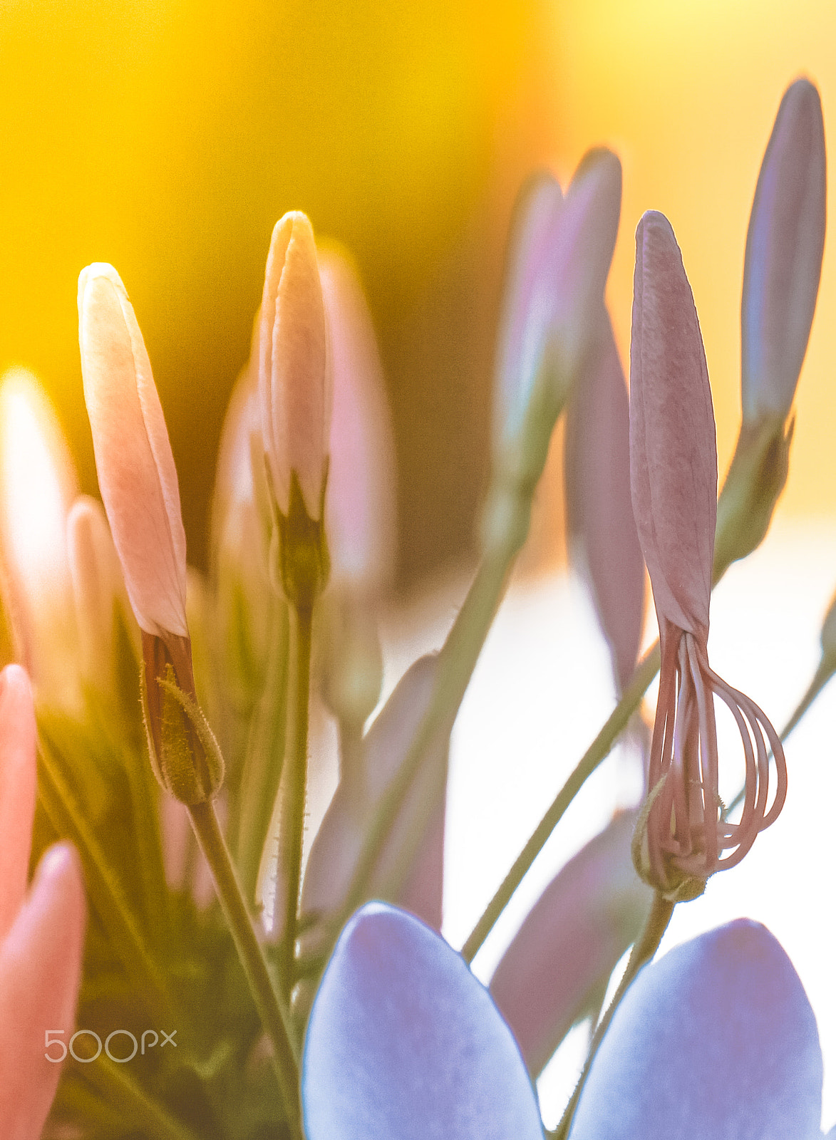Sony Alpha NEX-7 sample photo. Charm of flowers 1 photography