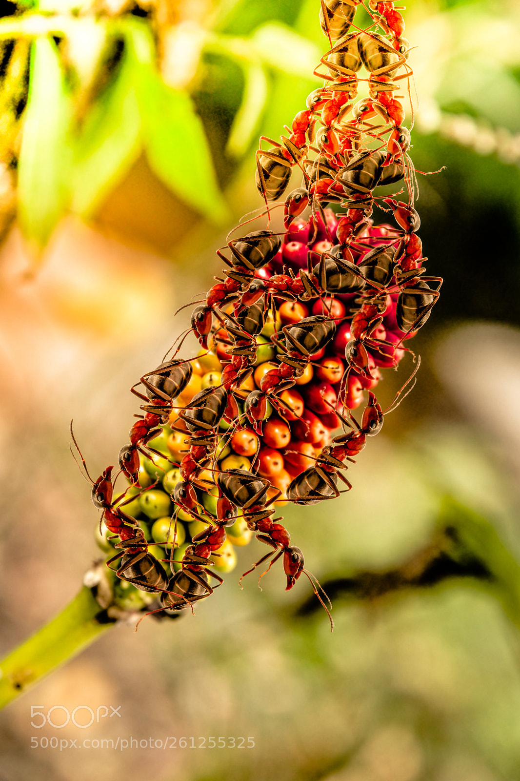 Sony SLT-A77 sample photo. Ants flower photography