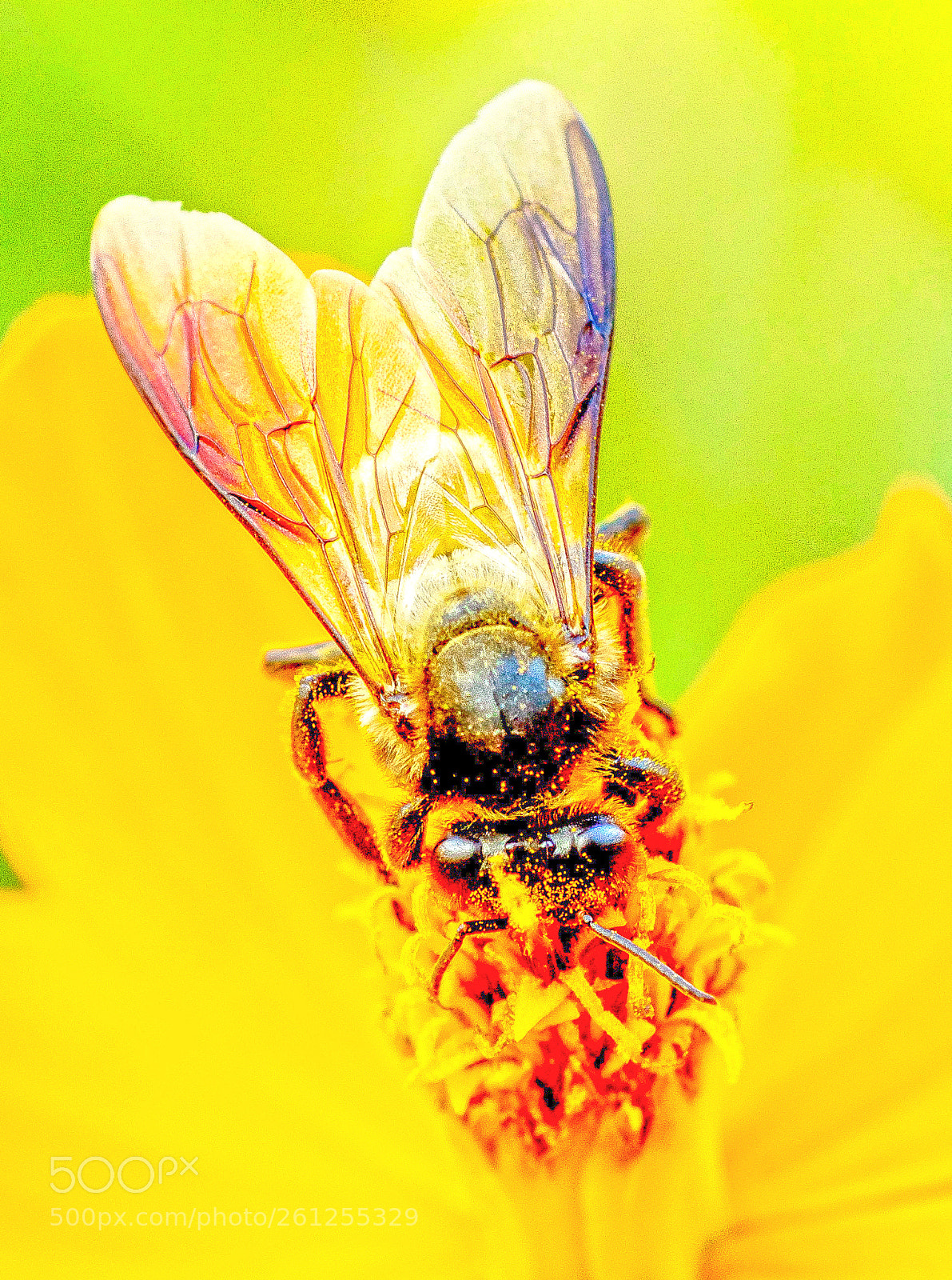 Sony SLT-A77 sample photo. Flower bee photography