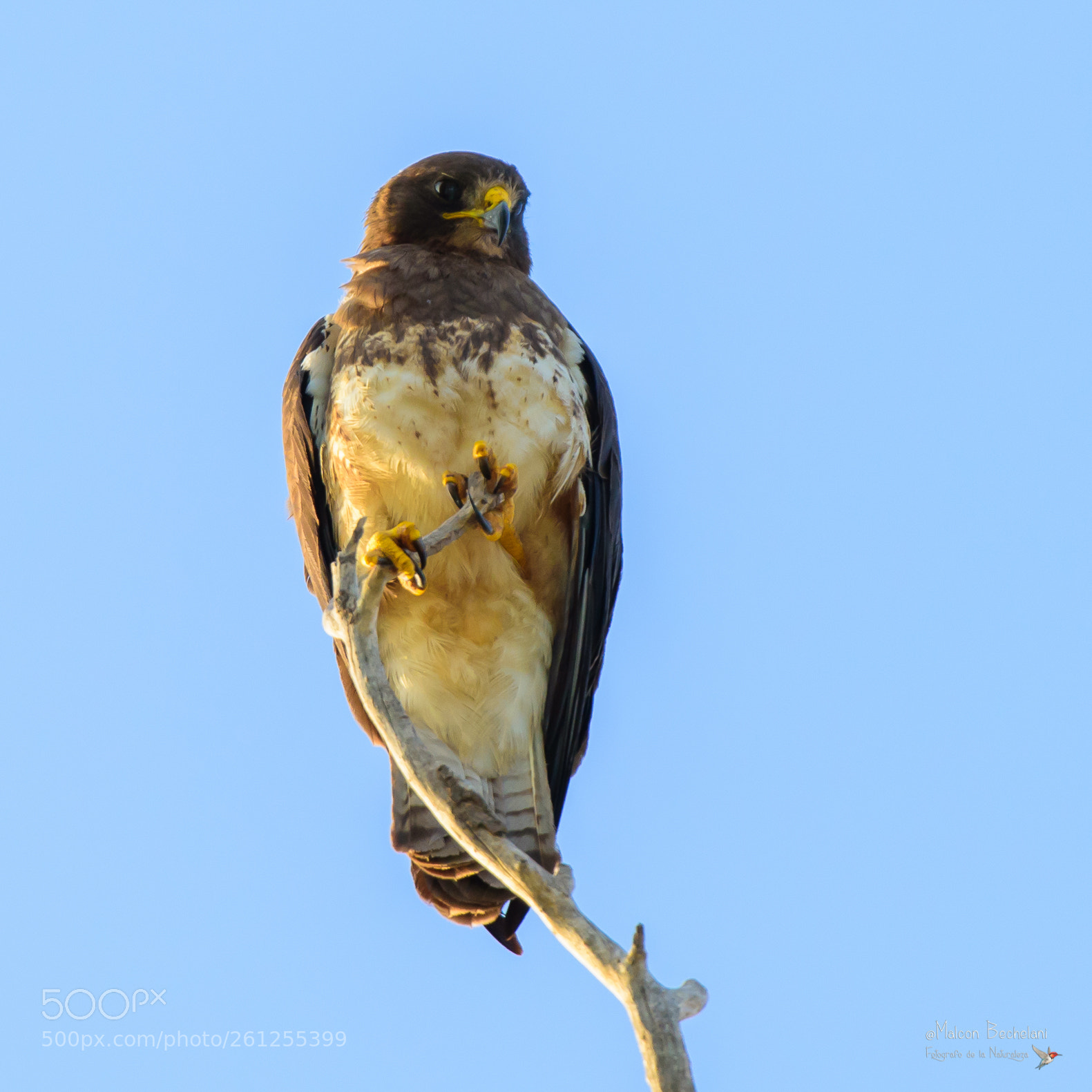 Nikon D810 sample photo. Mbs_1352-2.jpg photography