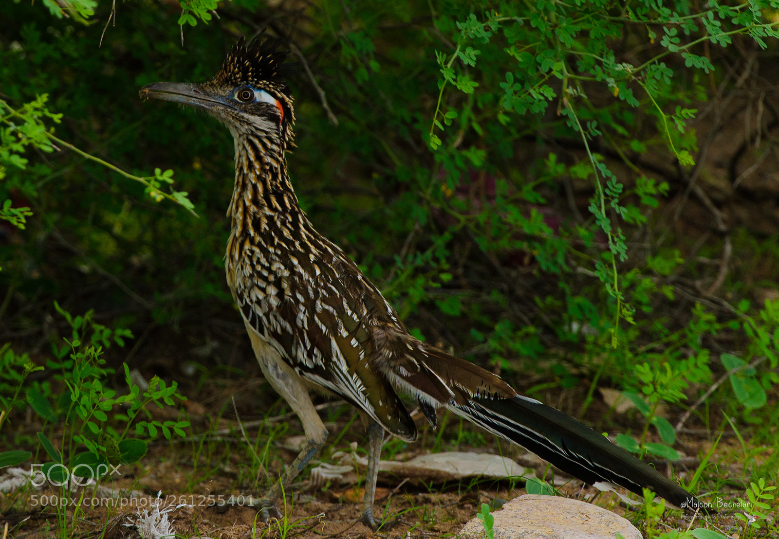 Nikon D810 sample photo. Mbs photography
