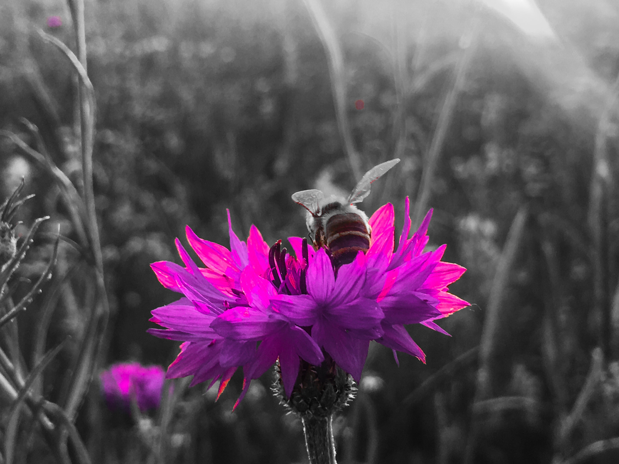 Apple iPhone8,2 sample photo. Purple bee photography