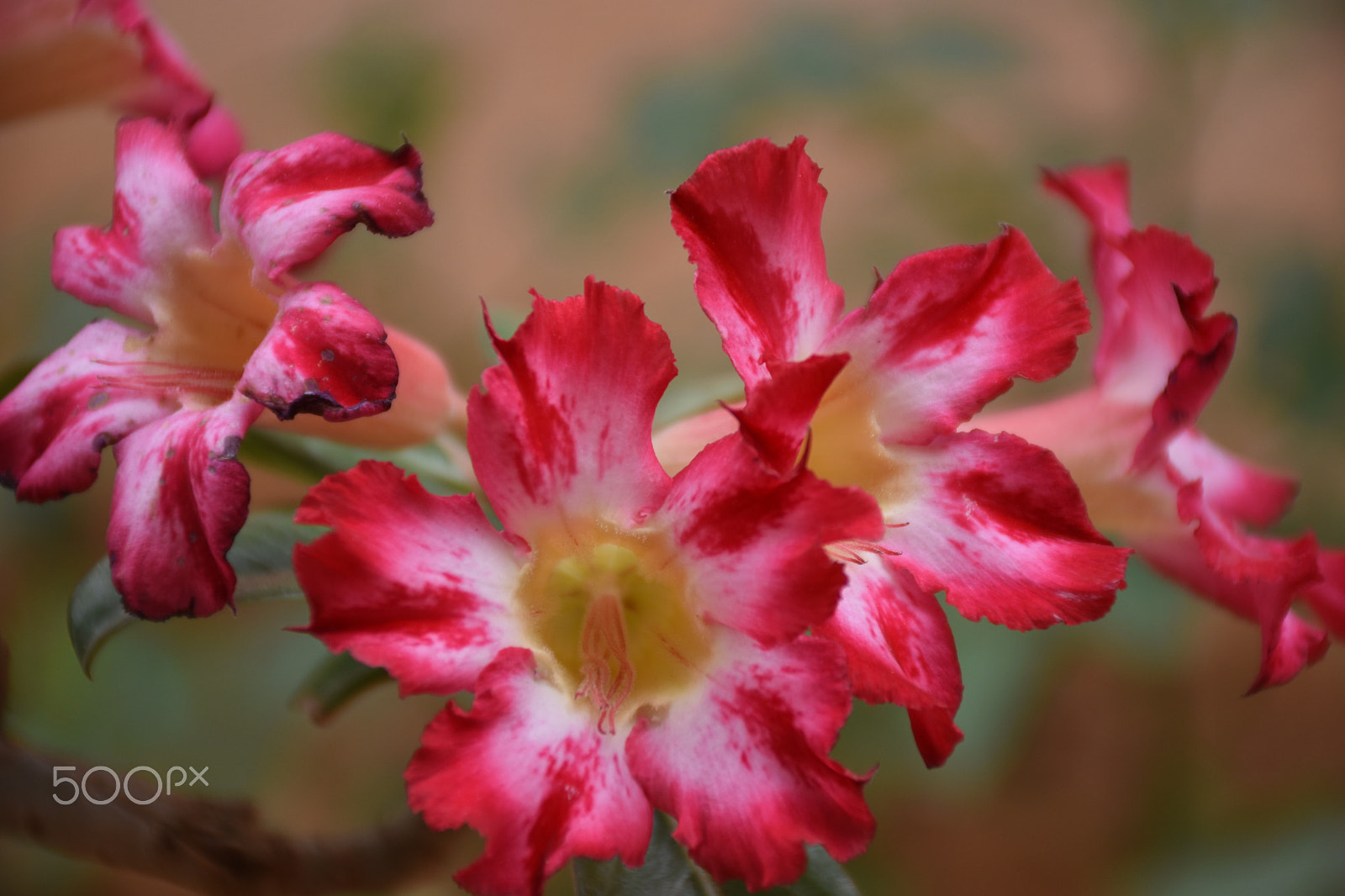 Nikon D5500 sample photo. Dsc photography