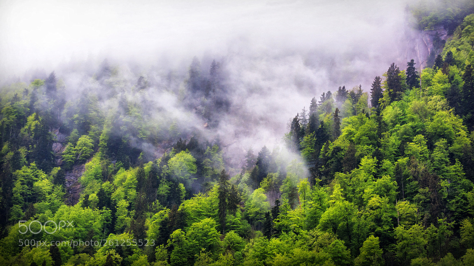 Nikon D7100 sample photo. Cloud forest photography