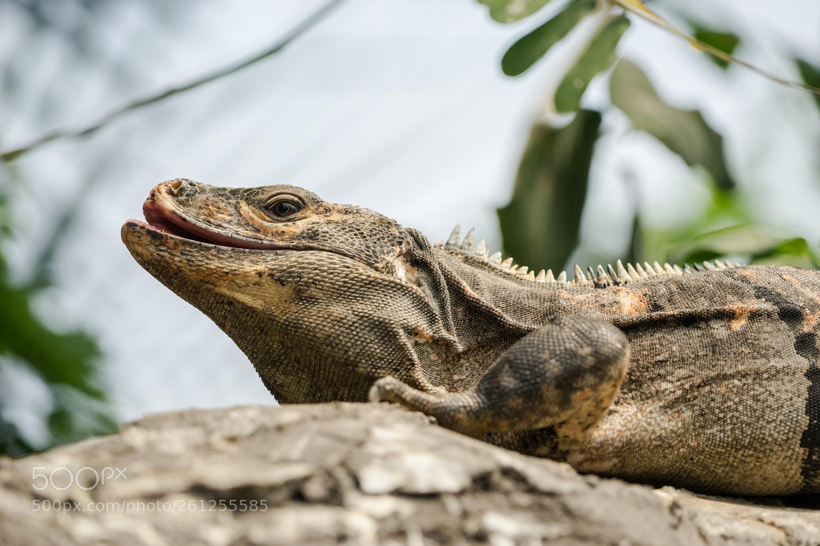 Sony a7 II sample photo. Leguan im papiliorama photography