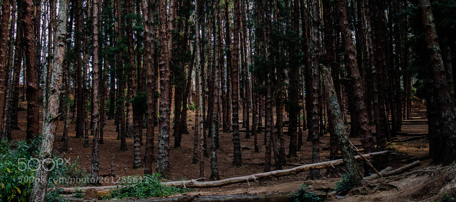 Canon EOS 700D (EOS Rebel T5i / EOS Kiss X7i) sample photo. Pine tree forest photography