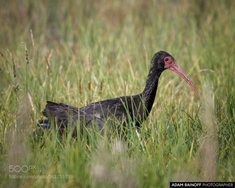 Canon EOS 70D sample photo. Bare faced ibis la photography