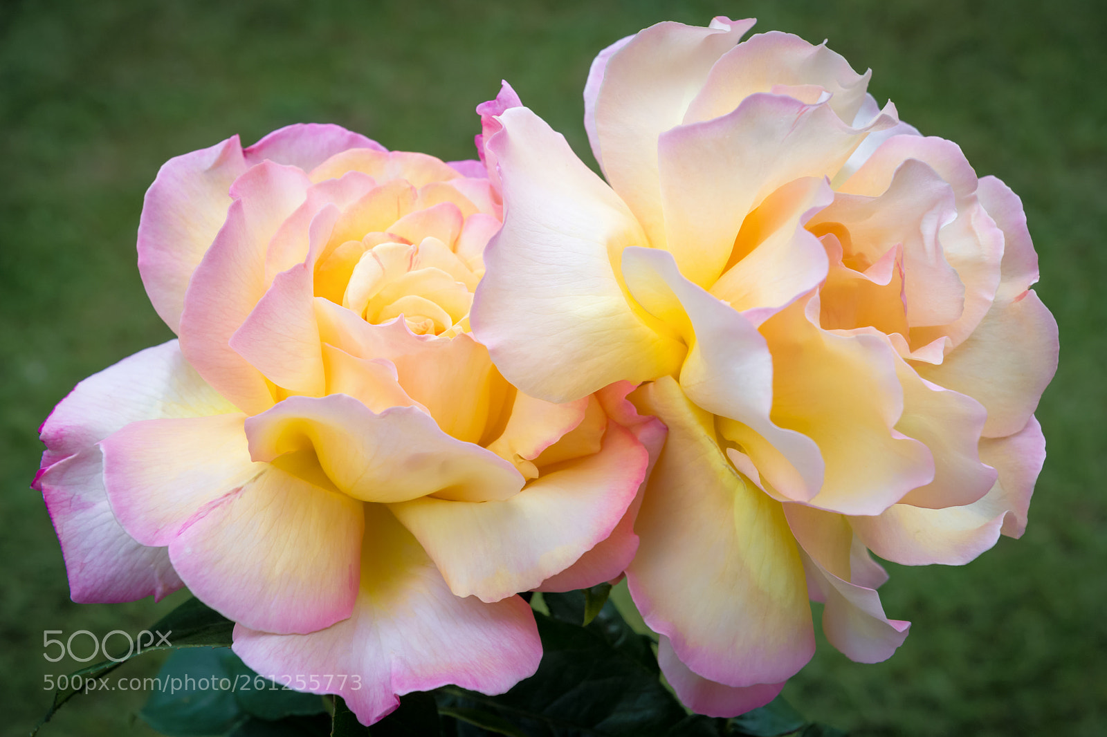 Nikon D7200 sample photo. Roses in bloom photography