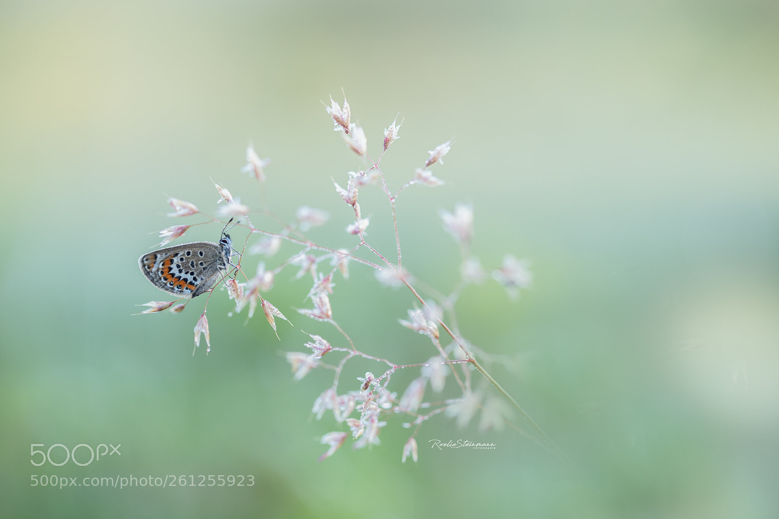 Canon EOS 6D Mark II sample photo. Delicate photography