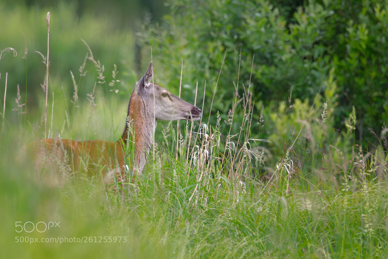 Canon EOS 5D Mark IV sample photo. Red deer photography