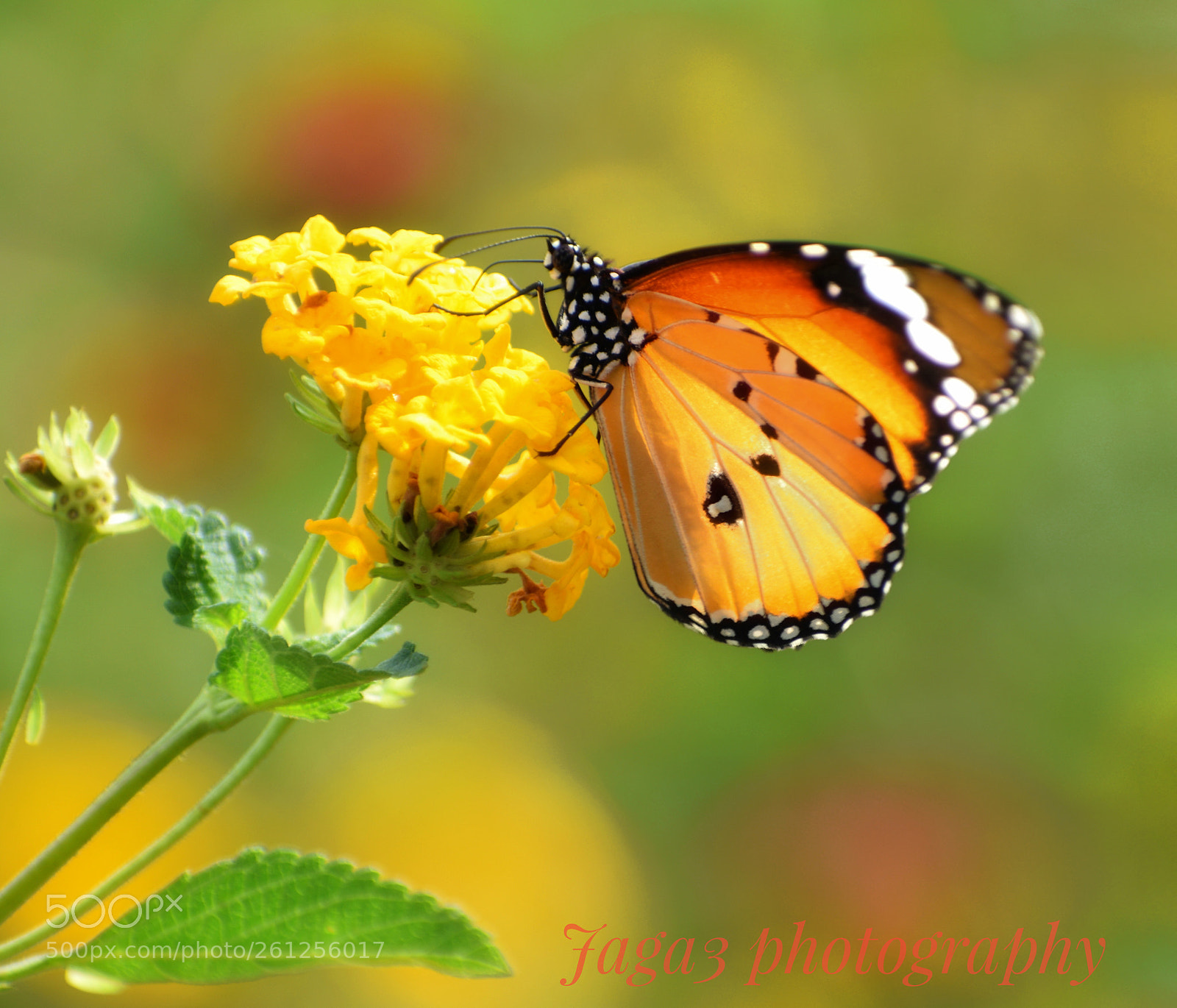 Nikon D3300 sample photo. Untitled photography