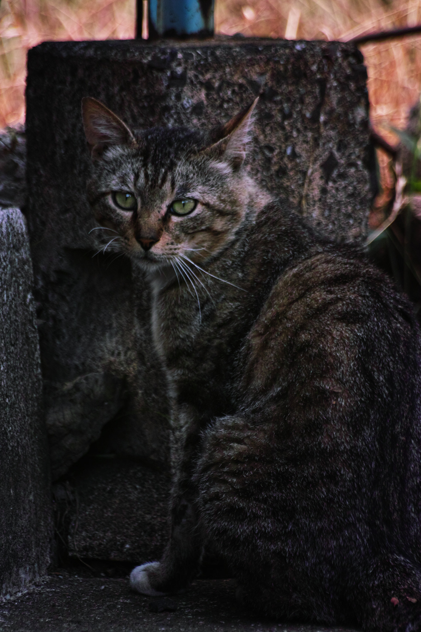 Sigma SD1 Merrill + DT 70-300mm F4-5.6 SAM sample photo. Cat every day photography