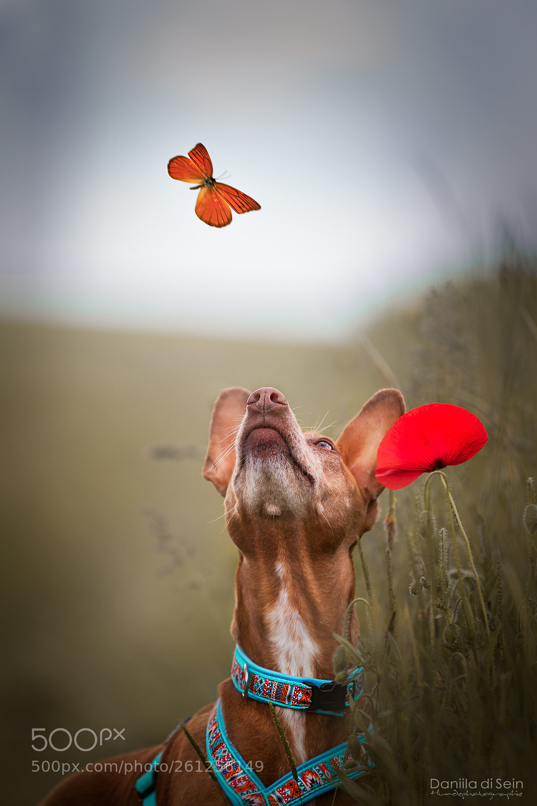 Canon EOS 5D Mark IV sample photo. Cana - podenco photography