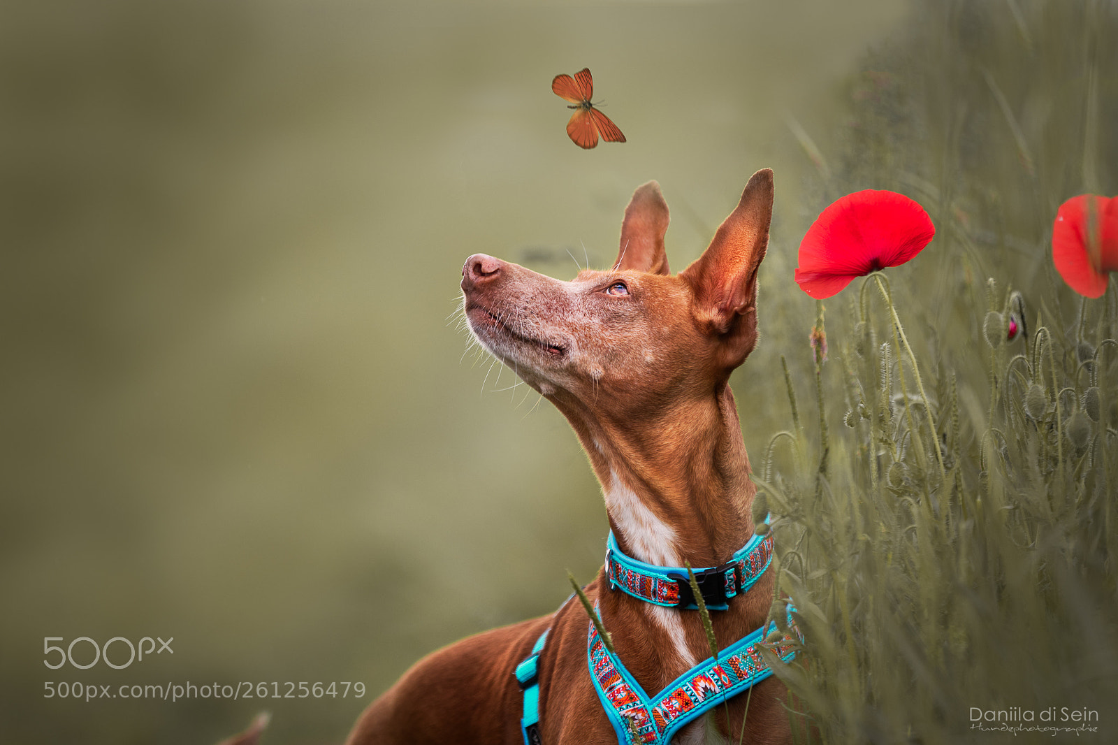 Canon EOS 5D Mark IV sample photo. Cana - podenco photography