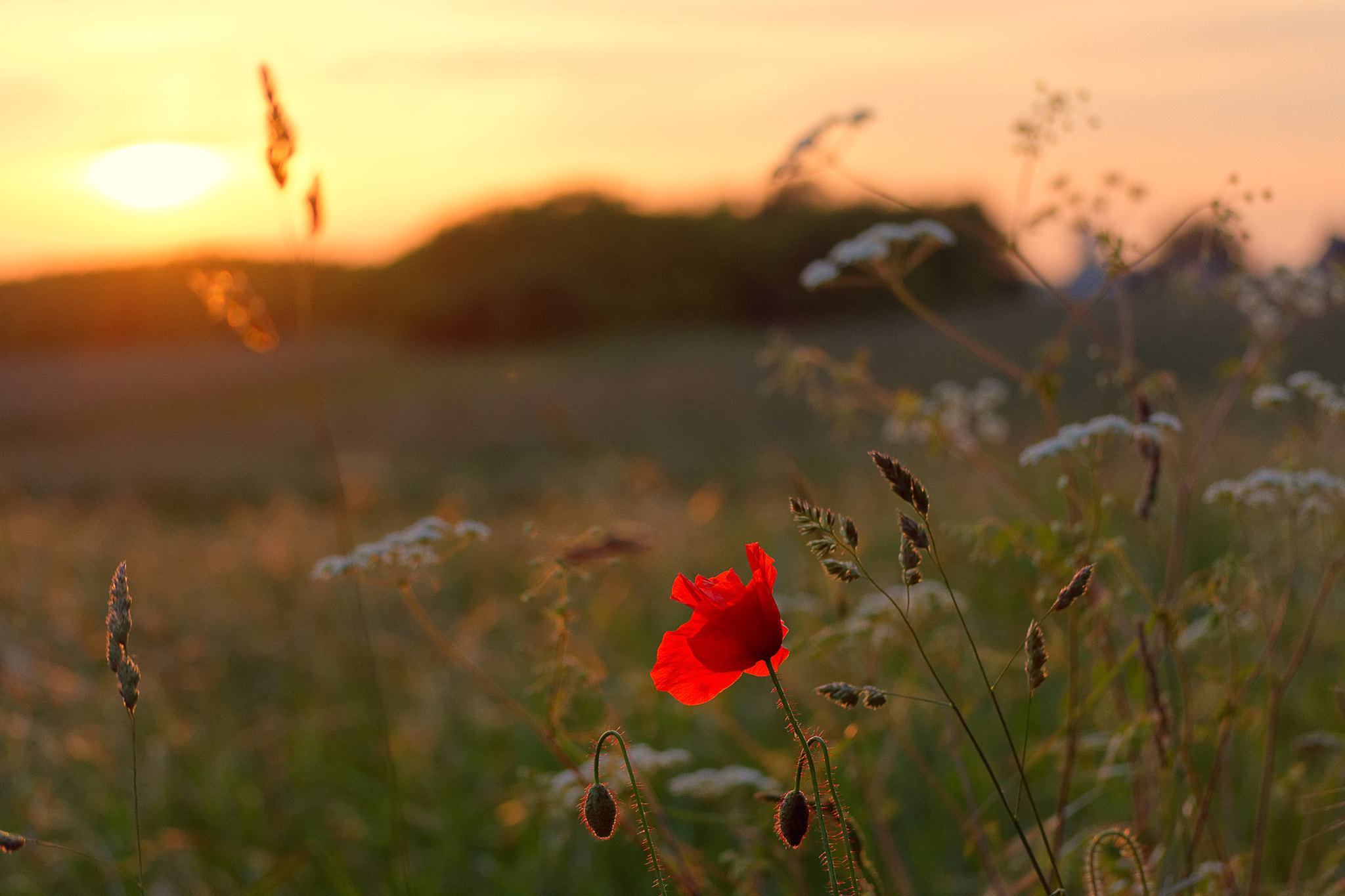 Nikon D7200 sample photo. Poppy photography
