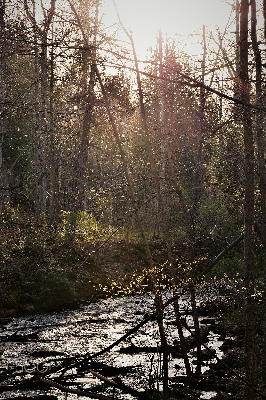 Nikon D3100 sample photo. Sun through the trees photography