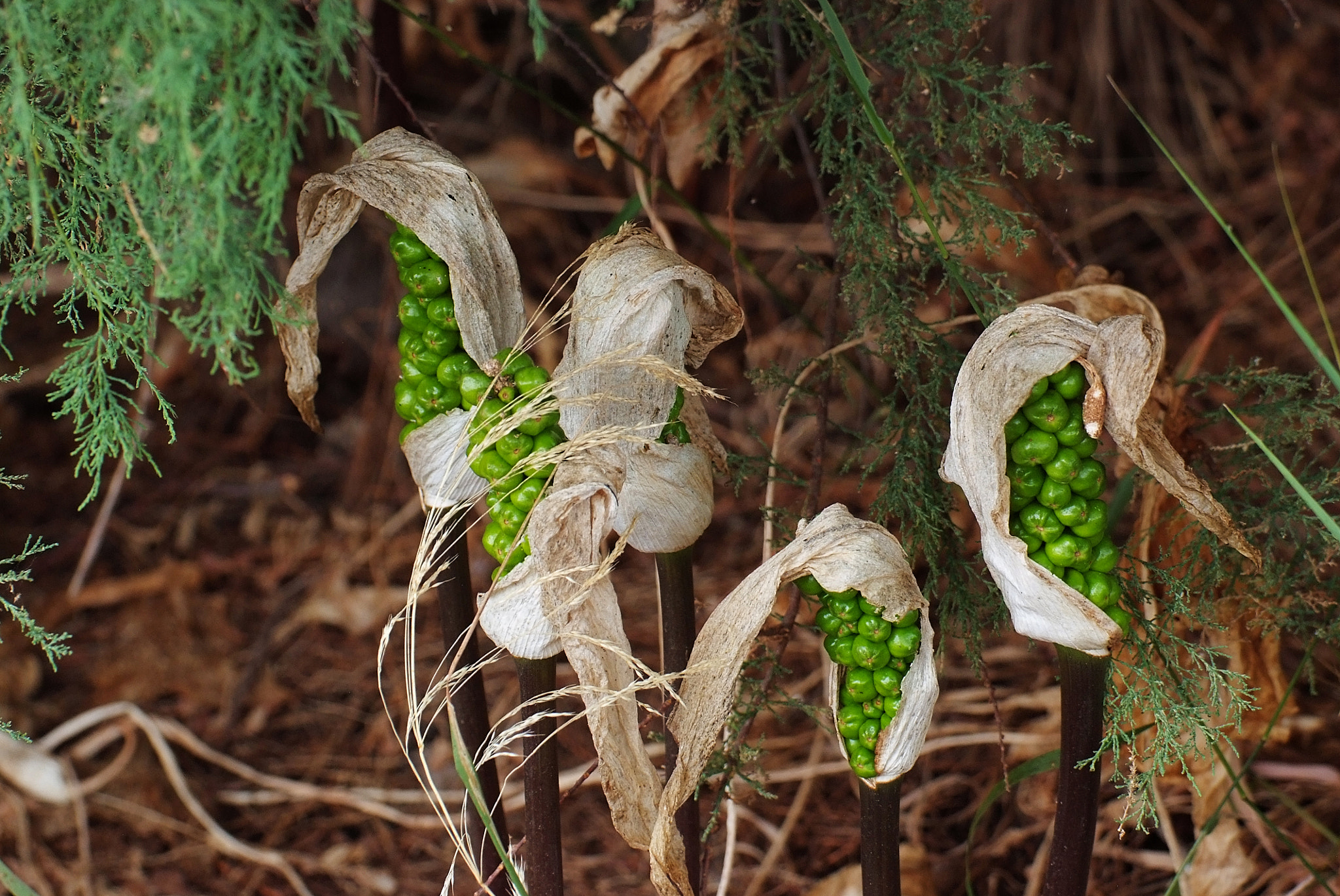 Fujifilm FinePix S5 Pro sample photo. Seeds of undergrowth photography