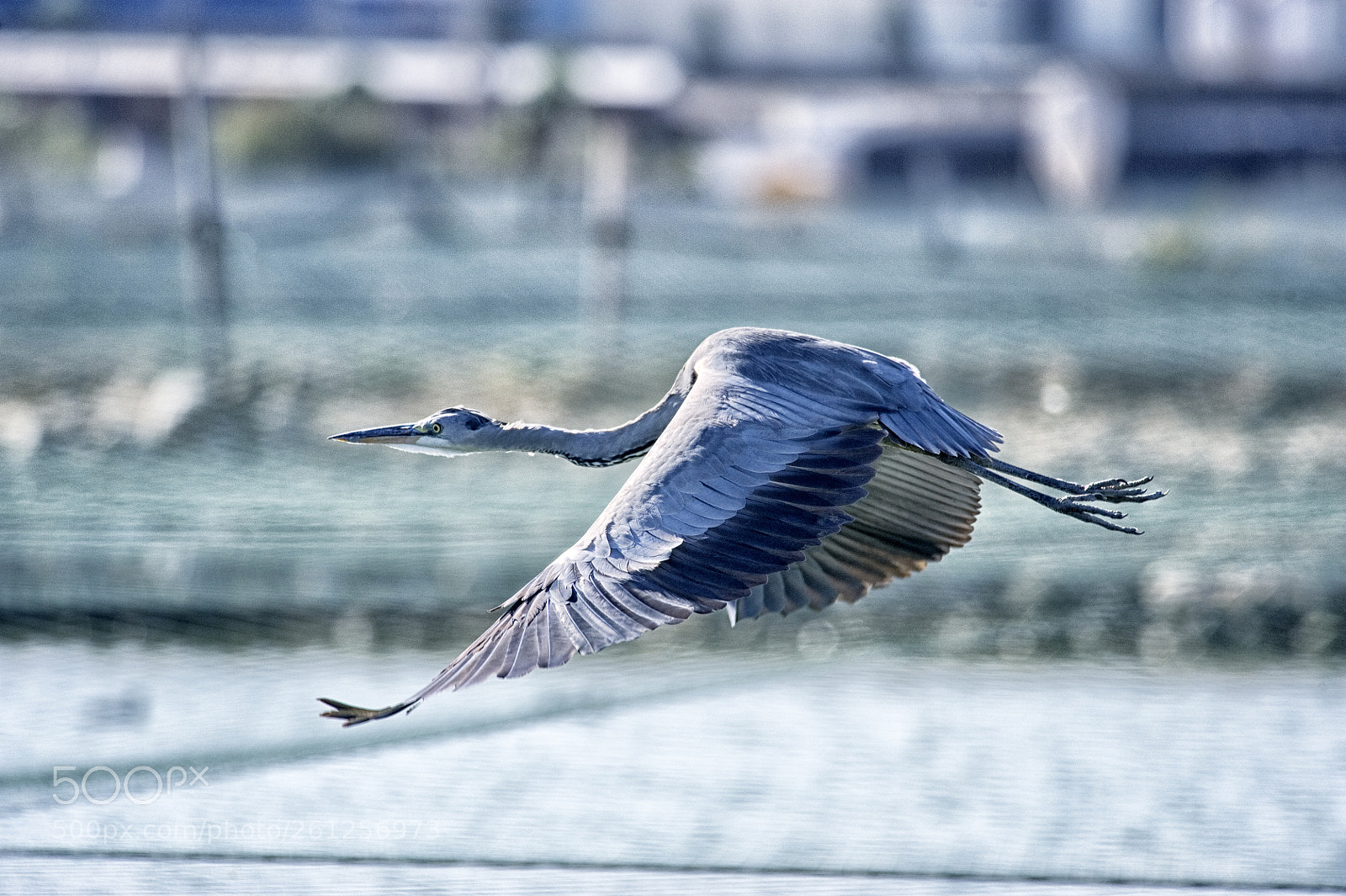 Nikon D700 sample photo. Flying low photography