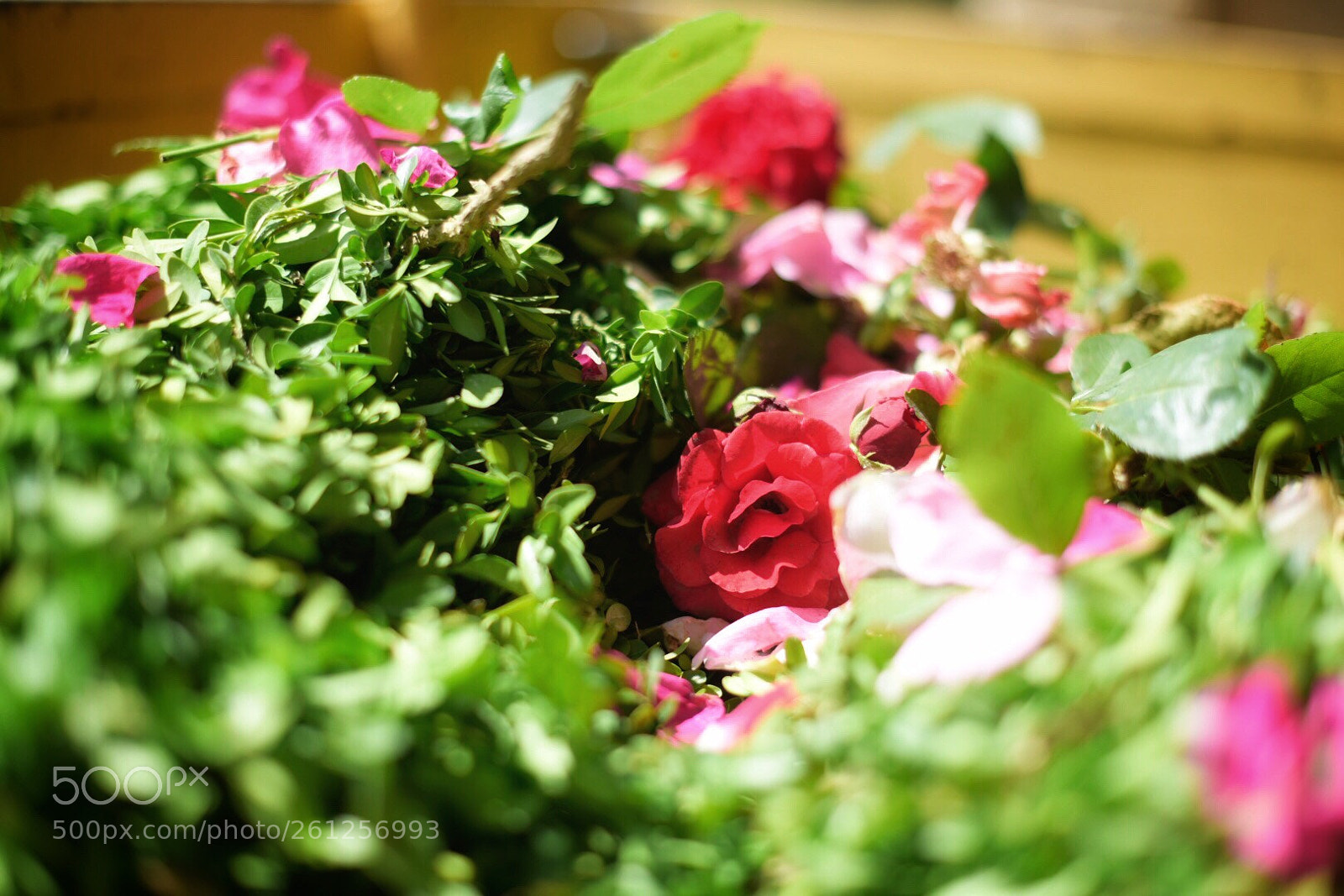 Nikon D750 sample photo. D chets v g photography