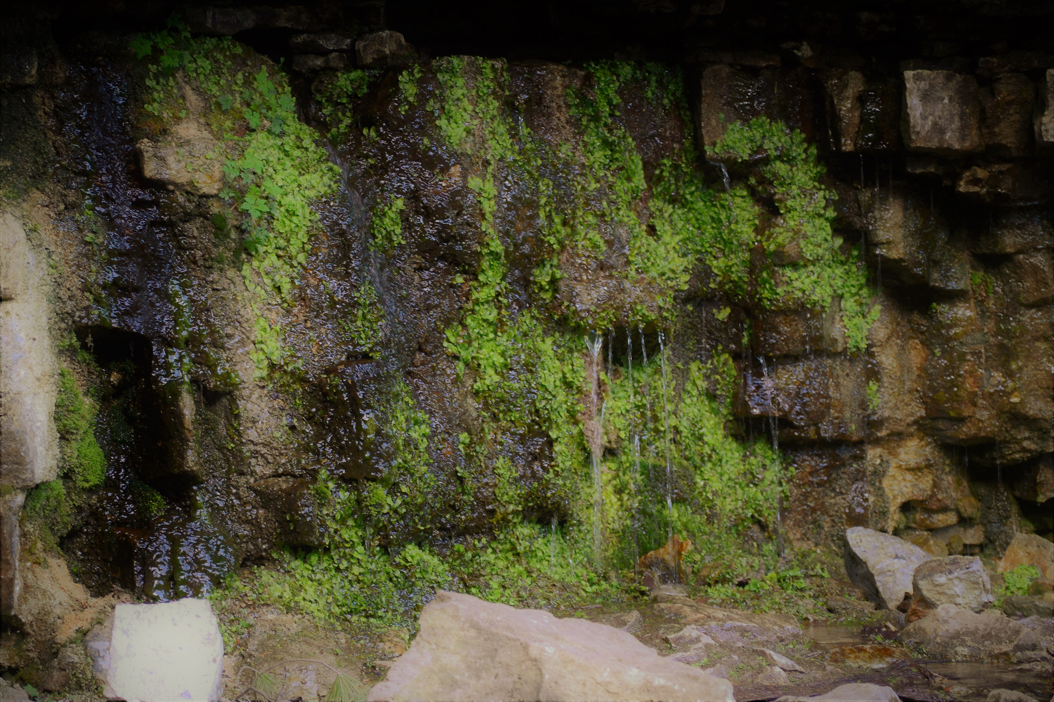 Nikon D3100 sample photo. Mossy water photography