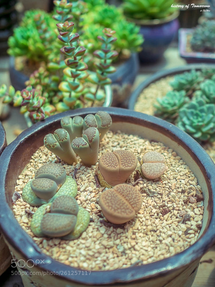 Olympus OM-D E-M5 II sample photo. Untitled photography